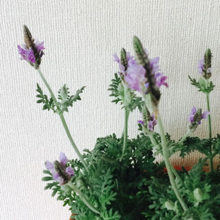 0514　レースラベンダー　ラ・ムー　７０円　植え替え