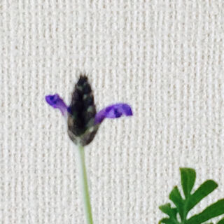 レースラベンダー　育て方　冬　開花