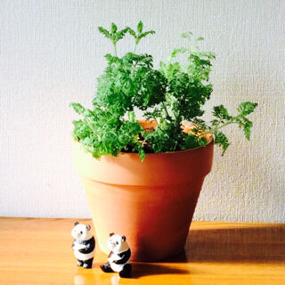 レースラベンダー　１１月　育て方