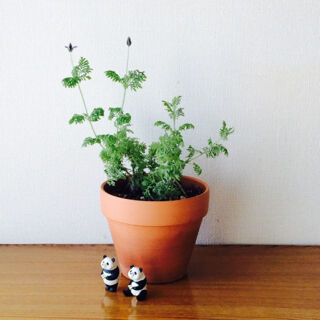 レースラベンダー　育て方　冬　開花