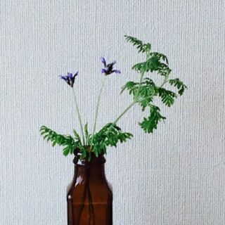 レースラベンダー　育て方　冬　開花