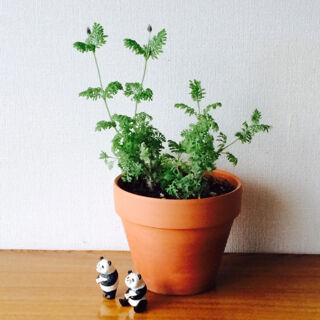 レースラベンダー　１２月　育て方