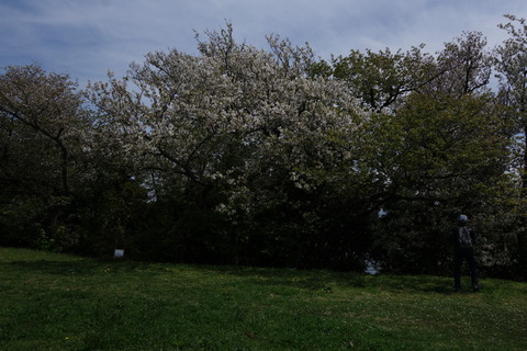 6z6