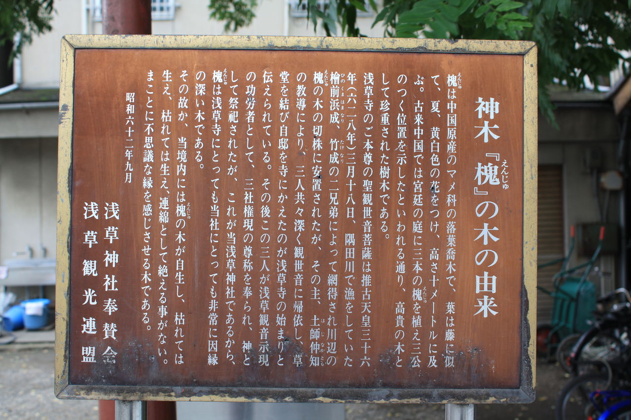 1442 神木 槐 の木の由来 台東区浅草2 3 浅草神社 本牧jack 意外と身近にある歴史散歩 日々是好日 心灯 頬笑
