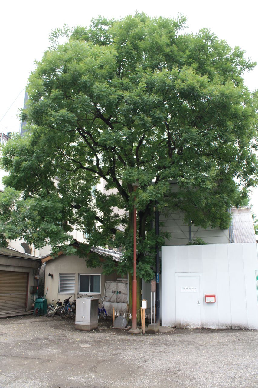 1442 神木 槐 の木の由来 台東区浅草2 3 浅草神社 本牧jack 意外と身近にある歴史散歩 日々是好日 心灯 頬笑