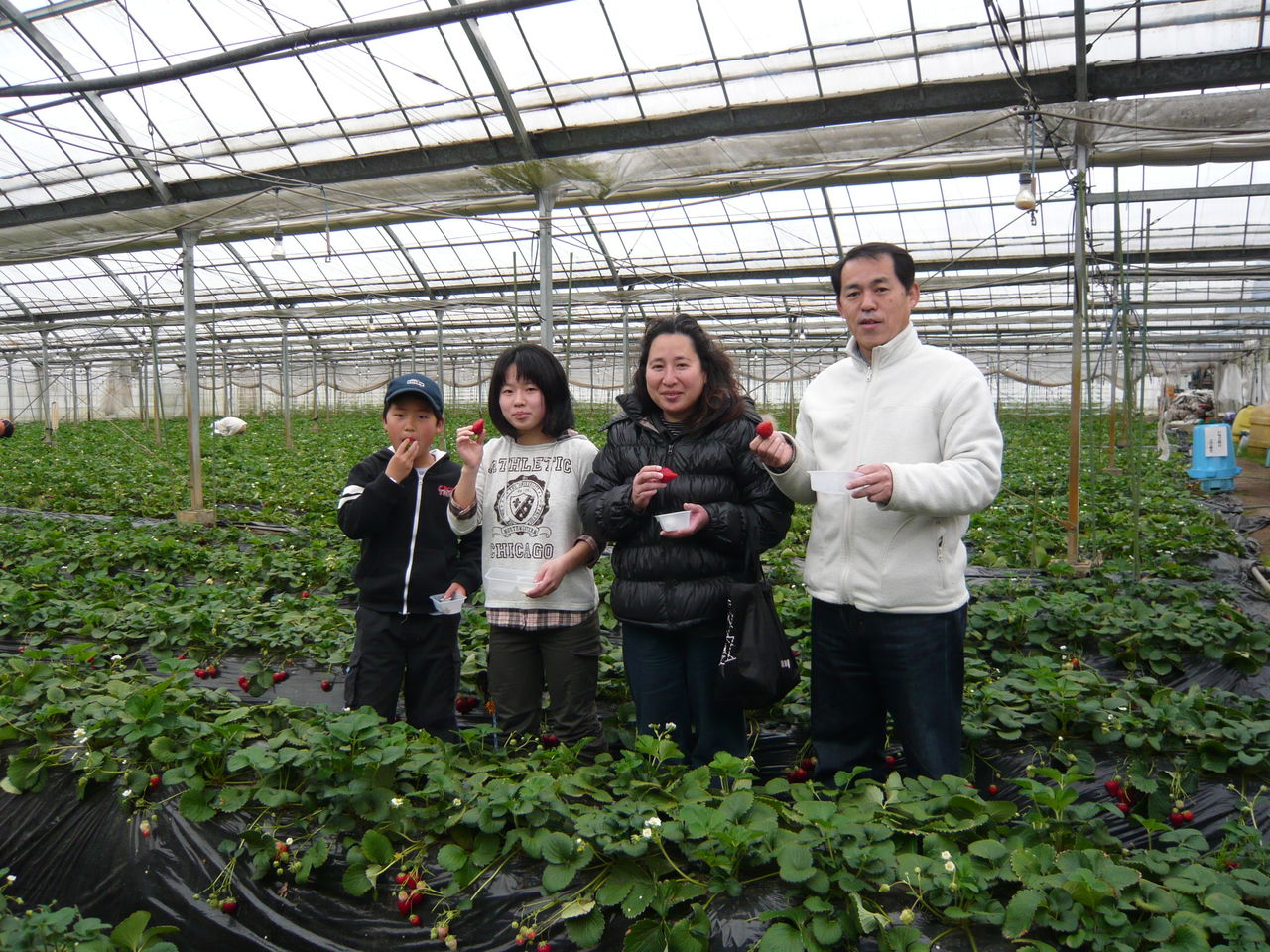 茂原市本納いちご生産組合                honnoh_itigo
