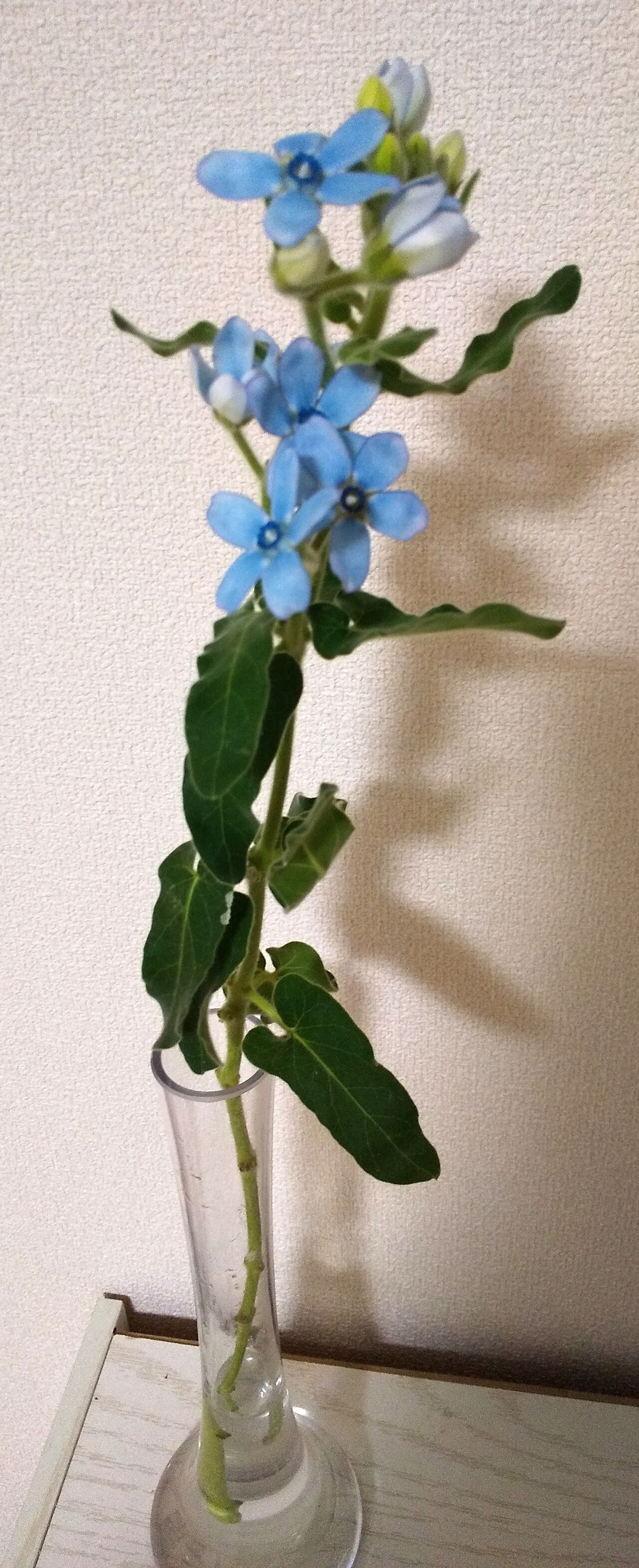 ブルースター イイハナ68本目 すーolのニコニコお花日記 日比谷花壇のサブスクでお花のある暮らし