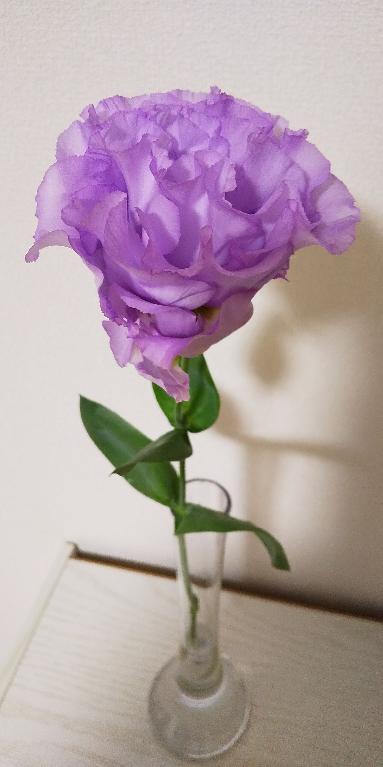トルコキキョウ イイハナ31本目 すーolのニコニコお花日記 日比谷花壇のサブスクでお花のある暮らし