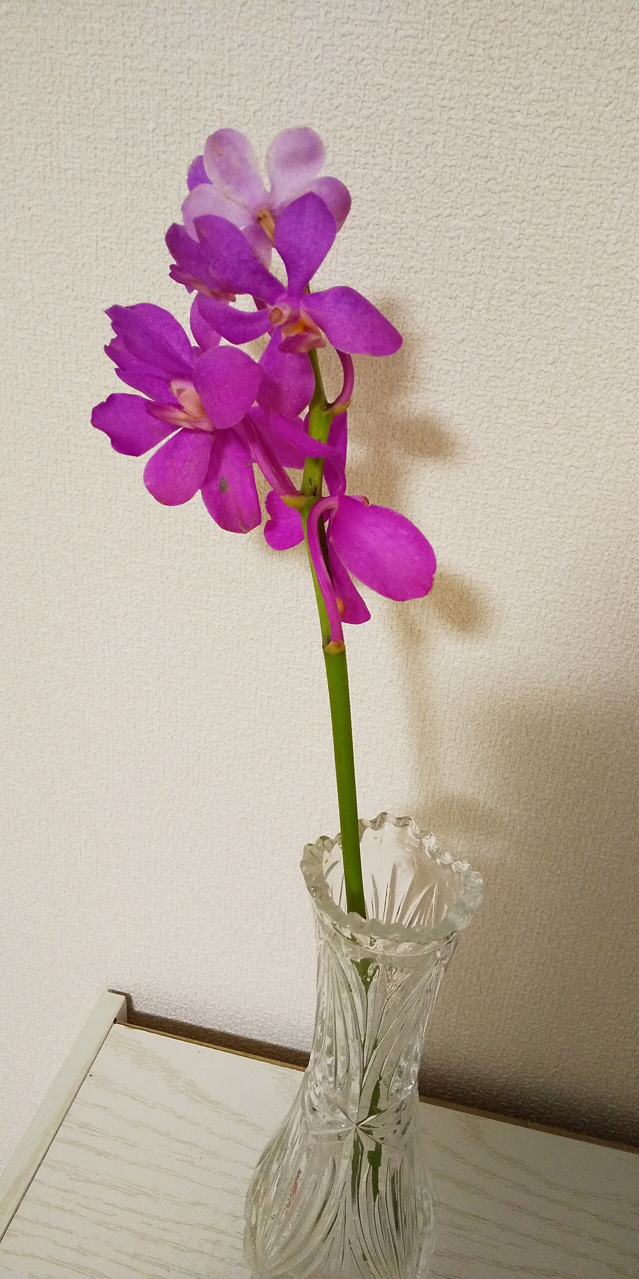 モカラ イイハナ46本目 すーolのニコニコお花日記 日比谷花壇のサブスクでお花のある暮らし モカラ イイハナ46本目 すーolのニコニコお花日記 日比谷花壇のサブスクでお花のある暮らし