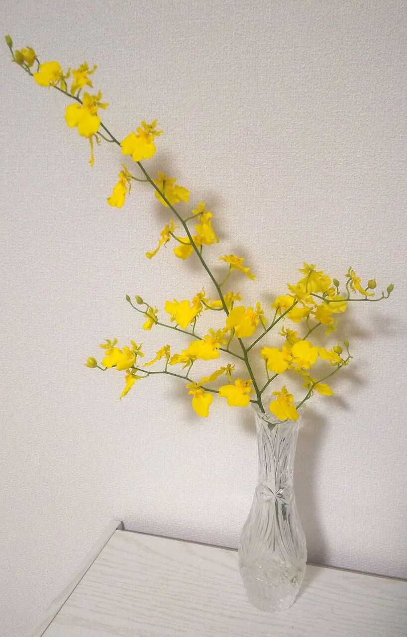 オンシジューム イイハナ42本目 すーolのニコニコお花日記 日比谷花壇のサブスクでお花のある暮らし オンシジューム イイハナ42本目 すーolのニコニコお花日記 日比谷花壇のサブスクでお花のある暮らし
