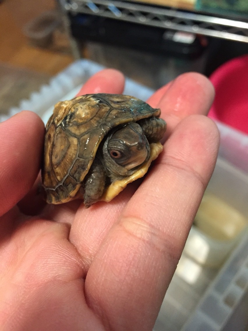 アメリカハコガメ はちファーム アメリカハコガメ はちファーム