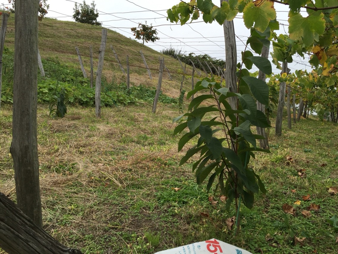 ポポーも生育中 はちファーム