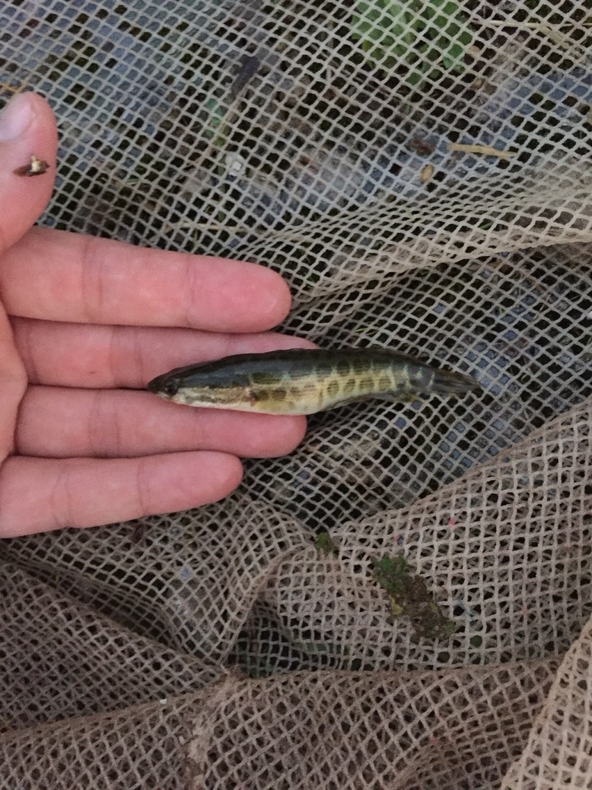 印旛沼でガサガサ はちファーム