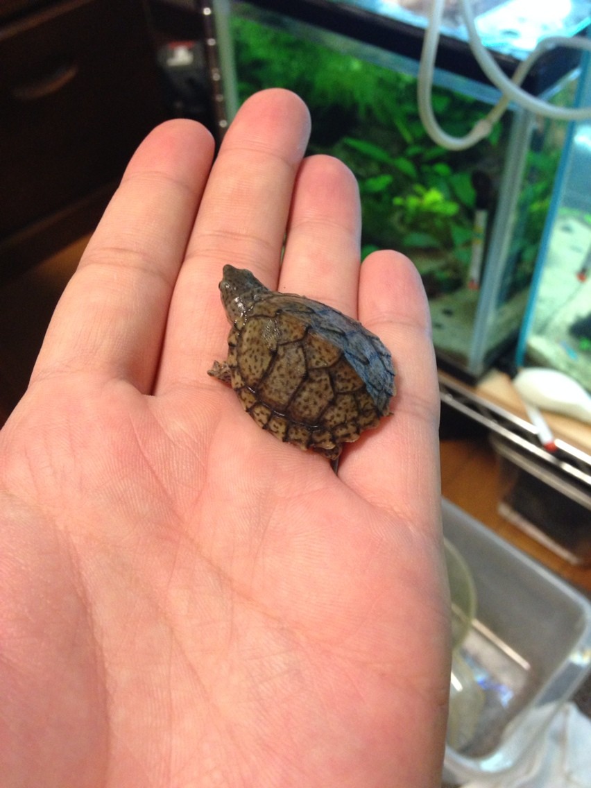 カブトニオイガメに赤外線保温球 はちファーム カブトニオイガメに赤外線保温球 はちファーム
