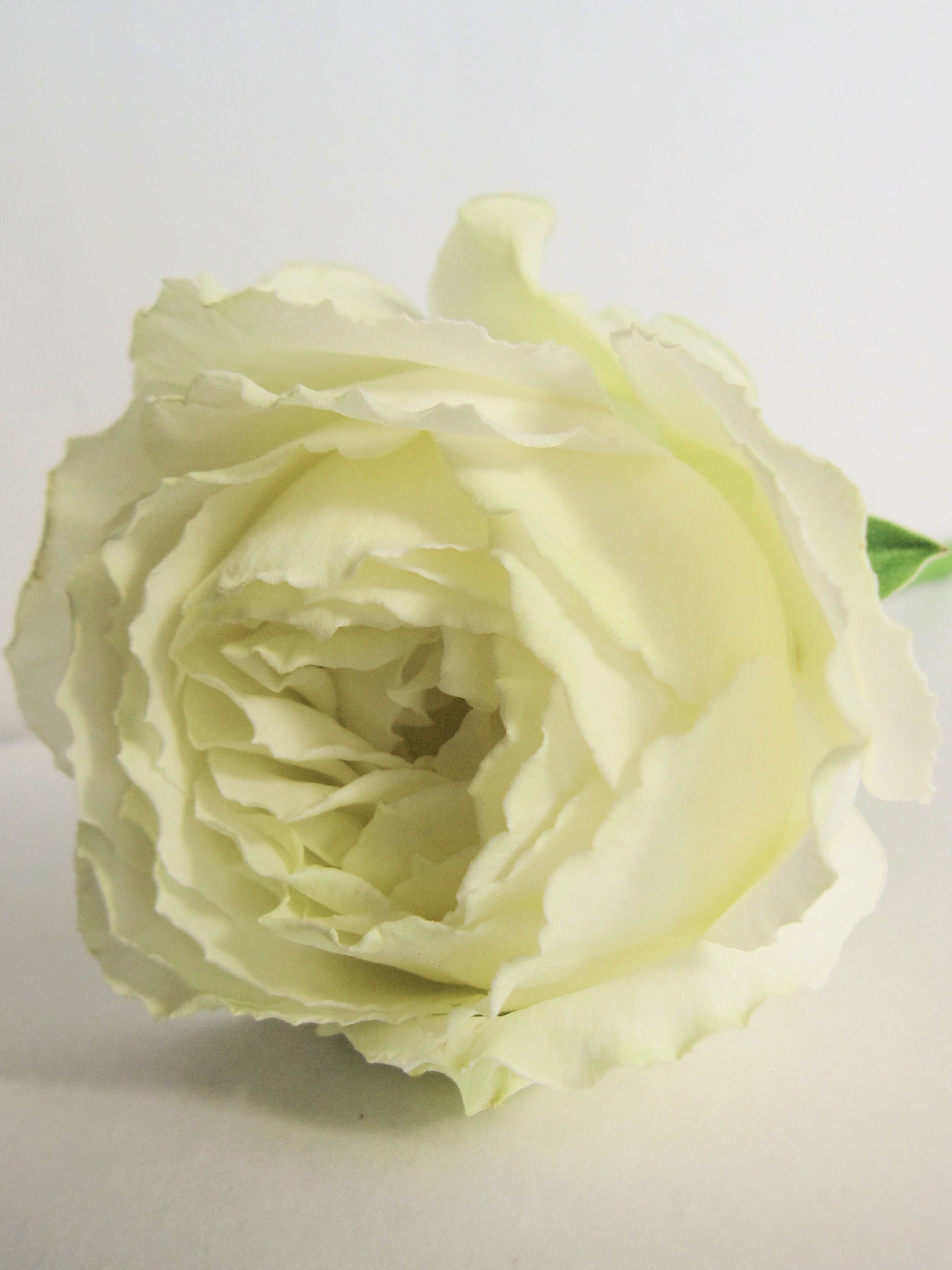 カップ咲きの白いバラ ほのちゃん日記
