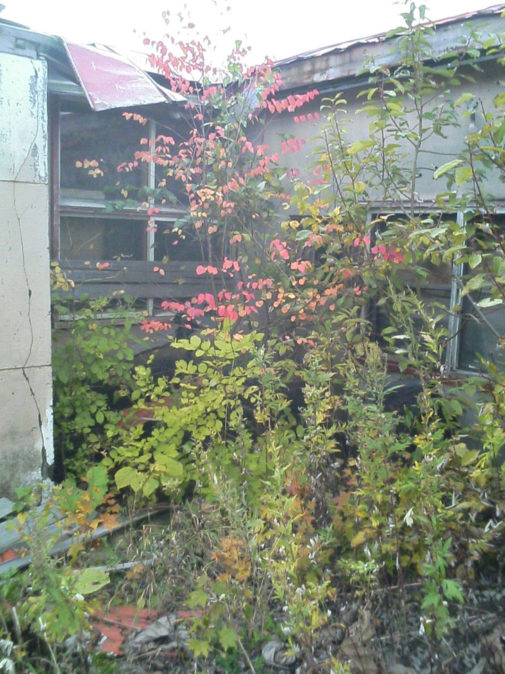 赤草