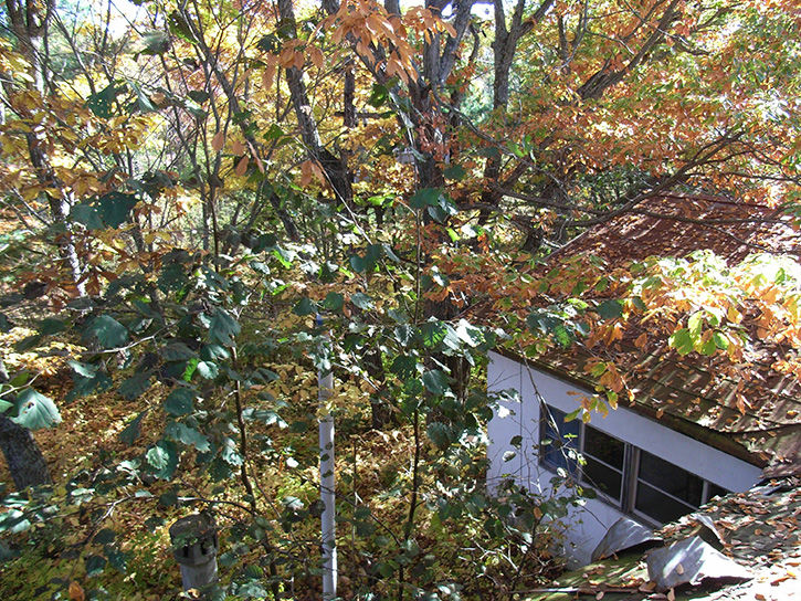 白鳥湖 紅葉