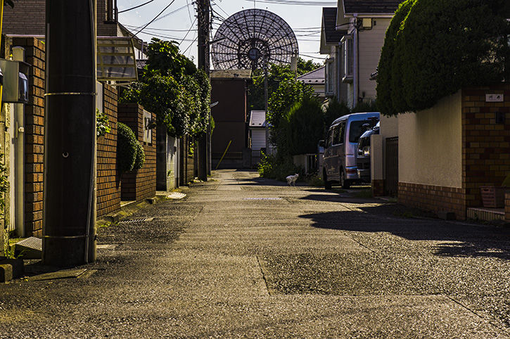 府中基地 ネコ