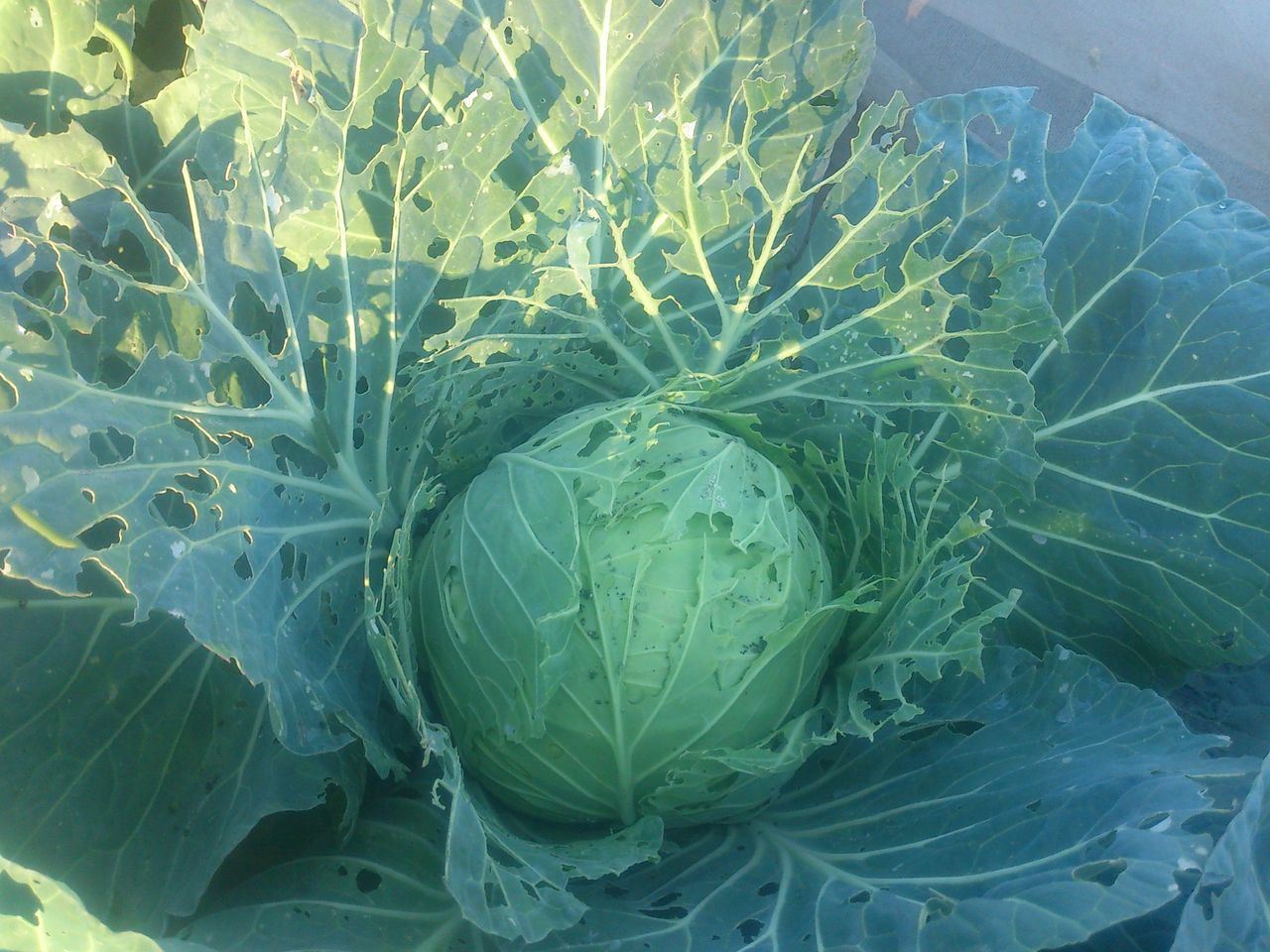 収穫しないとブロッコリーが花束になっちゃいますよ 本宿小学校 米作り 農園通信 収穫しないとブロッコリーが花束になっちゃいますよ 本宿小学校 米作り 農園通信