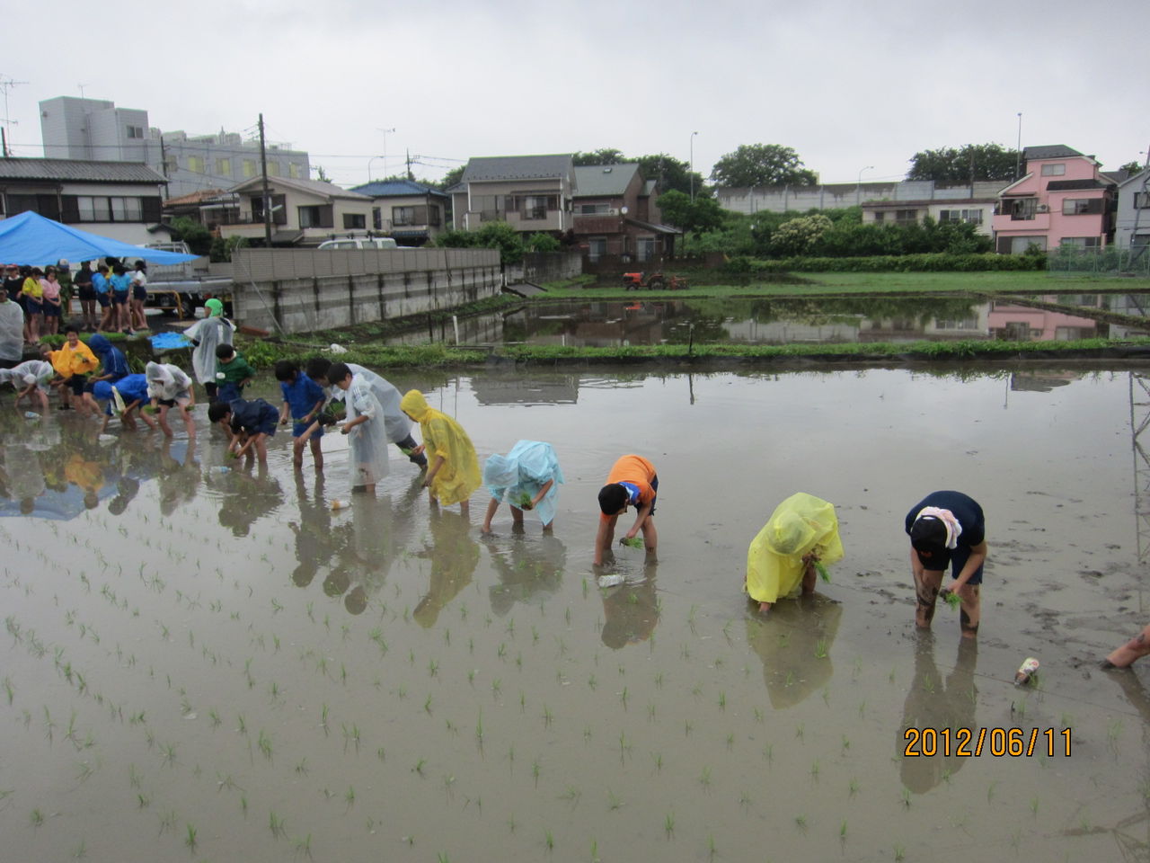 雨の中の田植え 大変御苦労さまでした 本宿小学校 米作り 農園通信