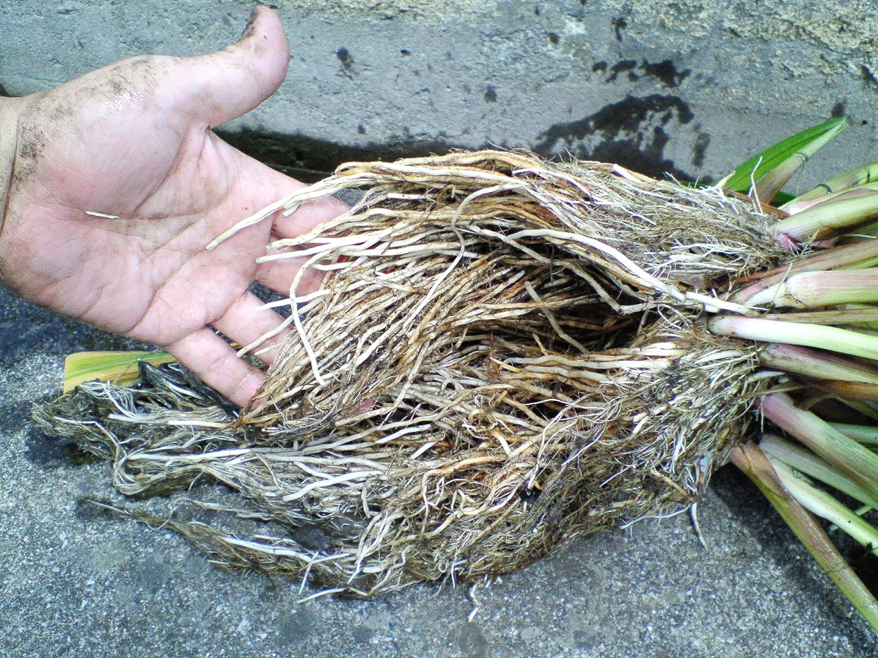 これが稗 ヒエ です 本宿小学校 米作り 農園通信