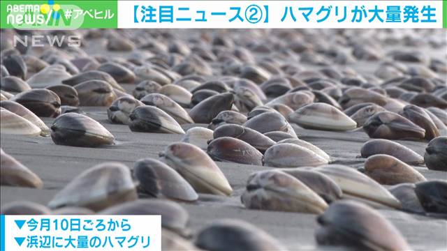 驚愕 九十九里浜に大量の ハマグリ に 専門家 極めて珍しい現象だと思う ほんわか速報