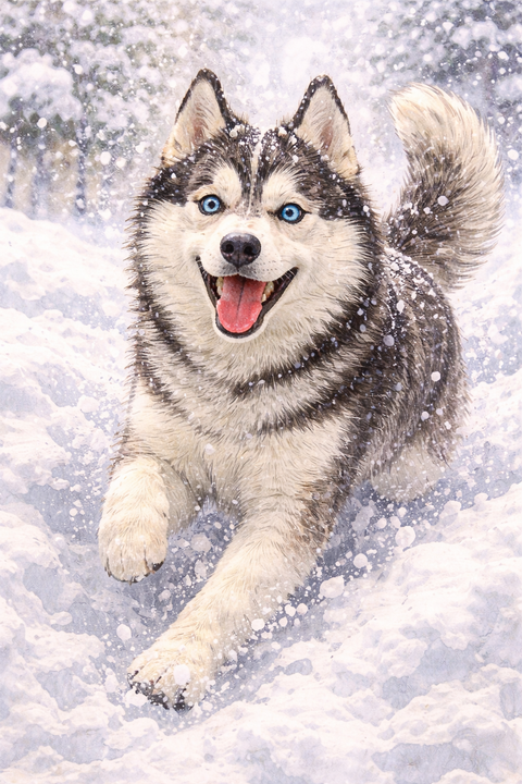 豪雪の中走りまわるシベリアンハスキー