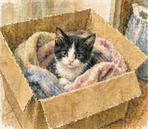 段ボール箱の中の子猫
