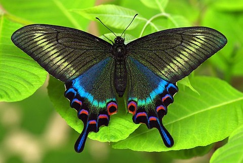 ミヤマカラスアゲハ