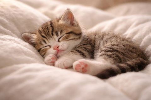 マットレスで寝る子猫