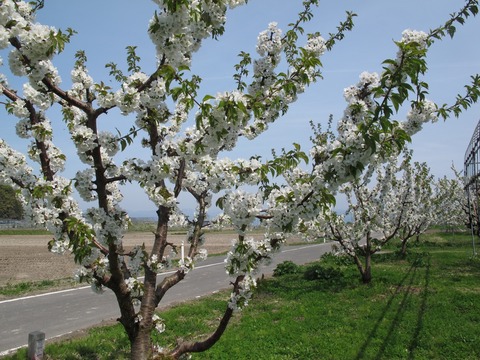 桜桃の木IMG_5952