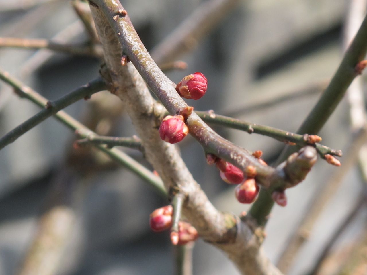 本山慈恩寺境内の建造物 ヨシミの 本山慈恩寺 ガイド