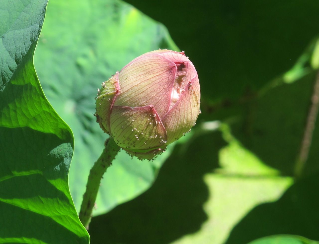 三重塔と相輪 ヨシミの 本山慈恩寺 ガイド