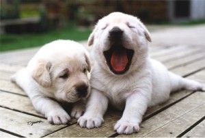 inu