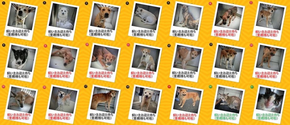 9 26現在 徳島動物愛護センター 収容動物 迷子犬猫 徳島 里親募集
