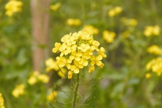 IMG_4038 (320x213)