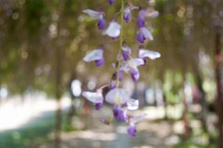 IMG_0444 (320x213)