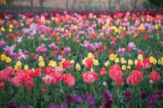 IMG_0468 (320x213)