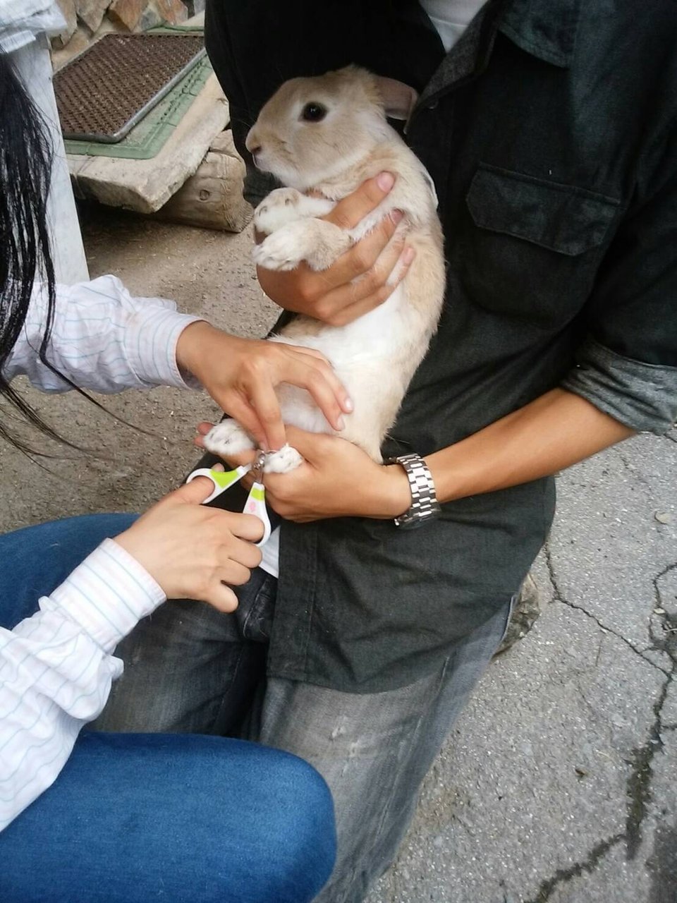 ホープのうさぎ Hope Lodge スタッフ ブログ