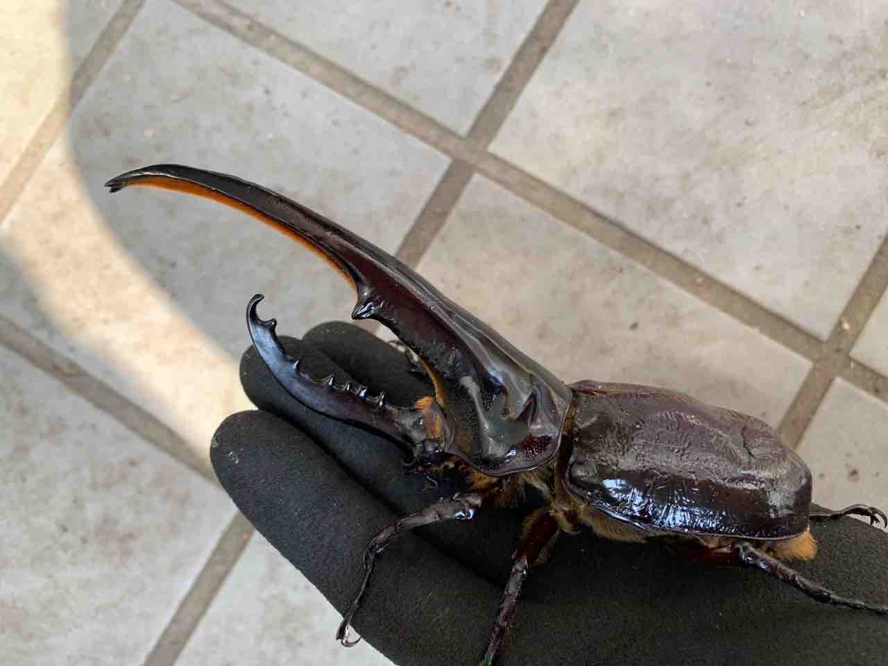 がっくし と興奮 Hope Hill