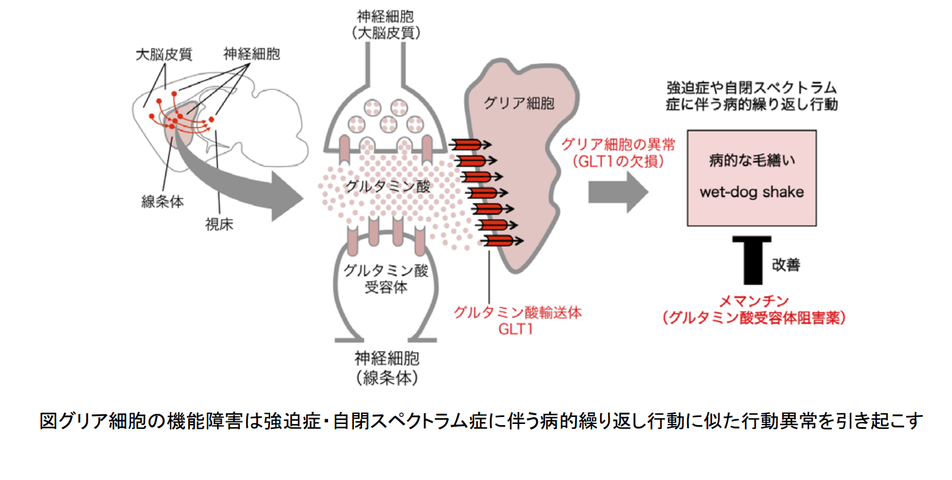 凹凸ちゃんねる 発達障害・生きにくい人のまとめ【科学】自閉症・強迫性障害などの病的な繰り返し行動を引き起こす仕組みを解明:キーワードは「グリア細胞」「グルタミン酸」?