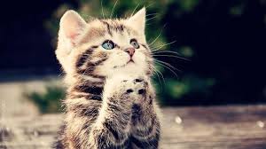 images (33)