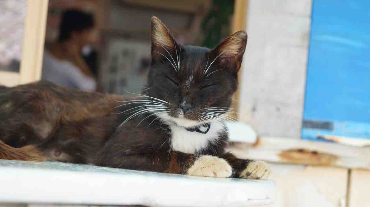猫島 田代島 鳥になりたい人 猫島 田代島 鳥になりたい人