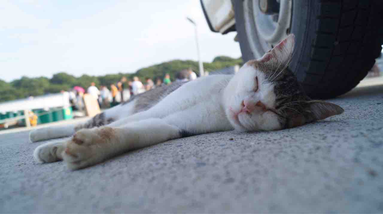 猫島 田代島 鳥になりたい人 猫島 田代島 鳥になりたい人