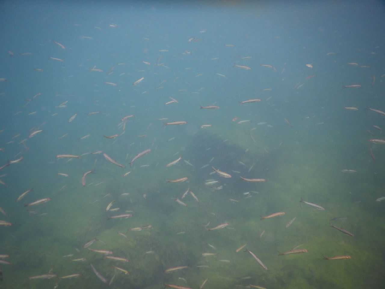 琵琶湖 沖の白石 Hopper Aukの漂流日誌 琵琶湖 沖の白石 Hopper Aukの漂流日誌