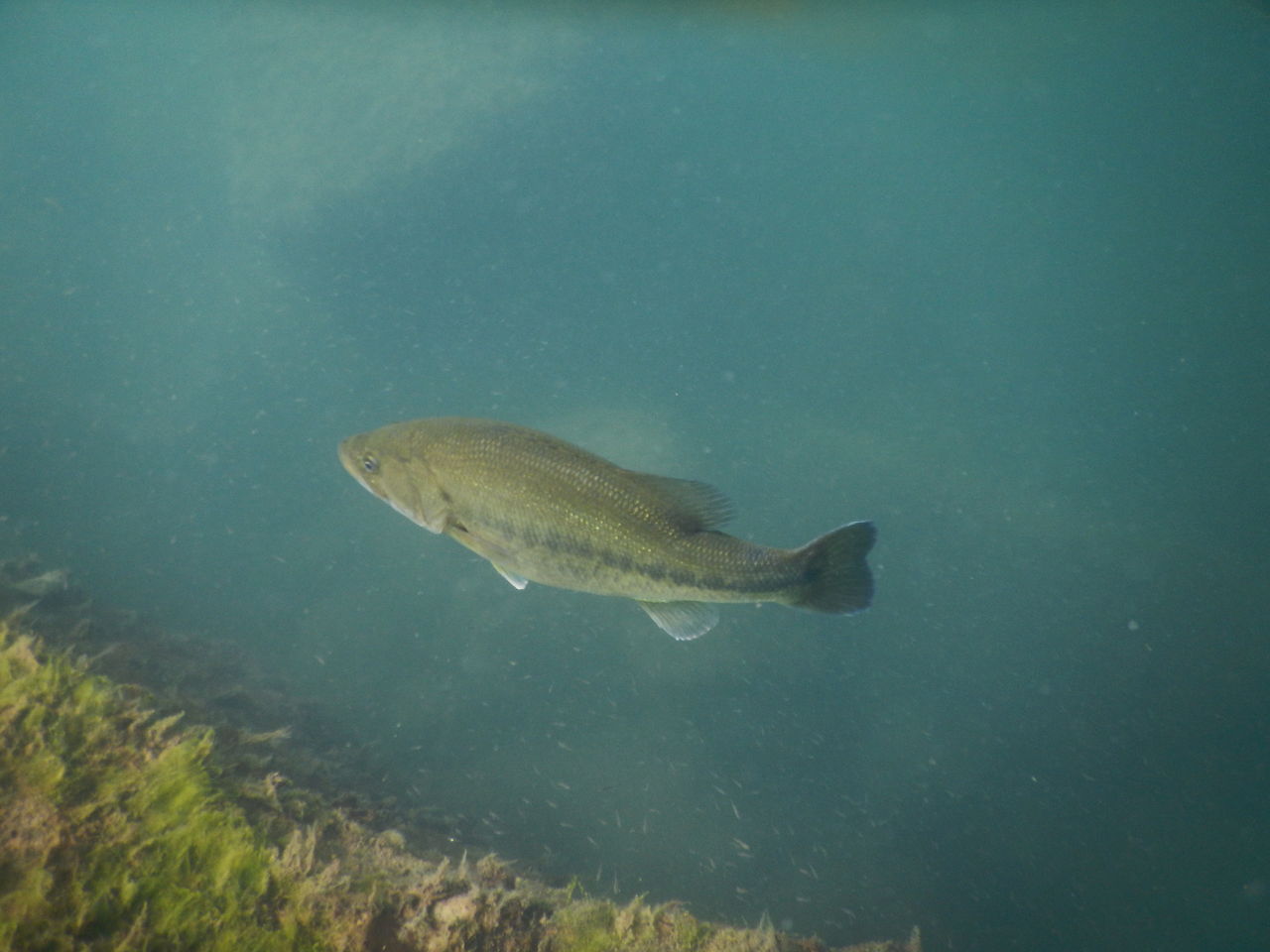 琵琶湖 沖の白石 Hopper Aukの漂流日誌 琵琶湖 沖の白石 Hopper Aukの漂流日誌