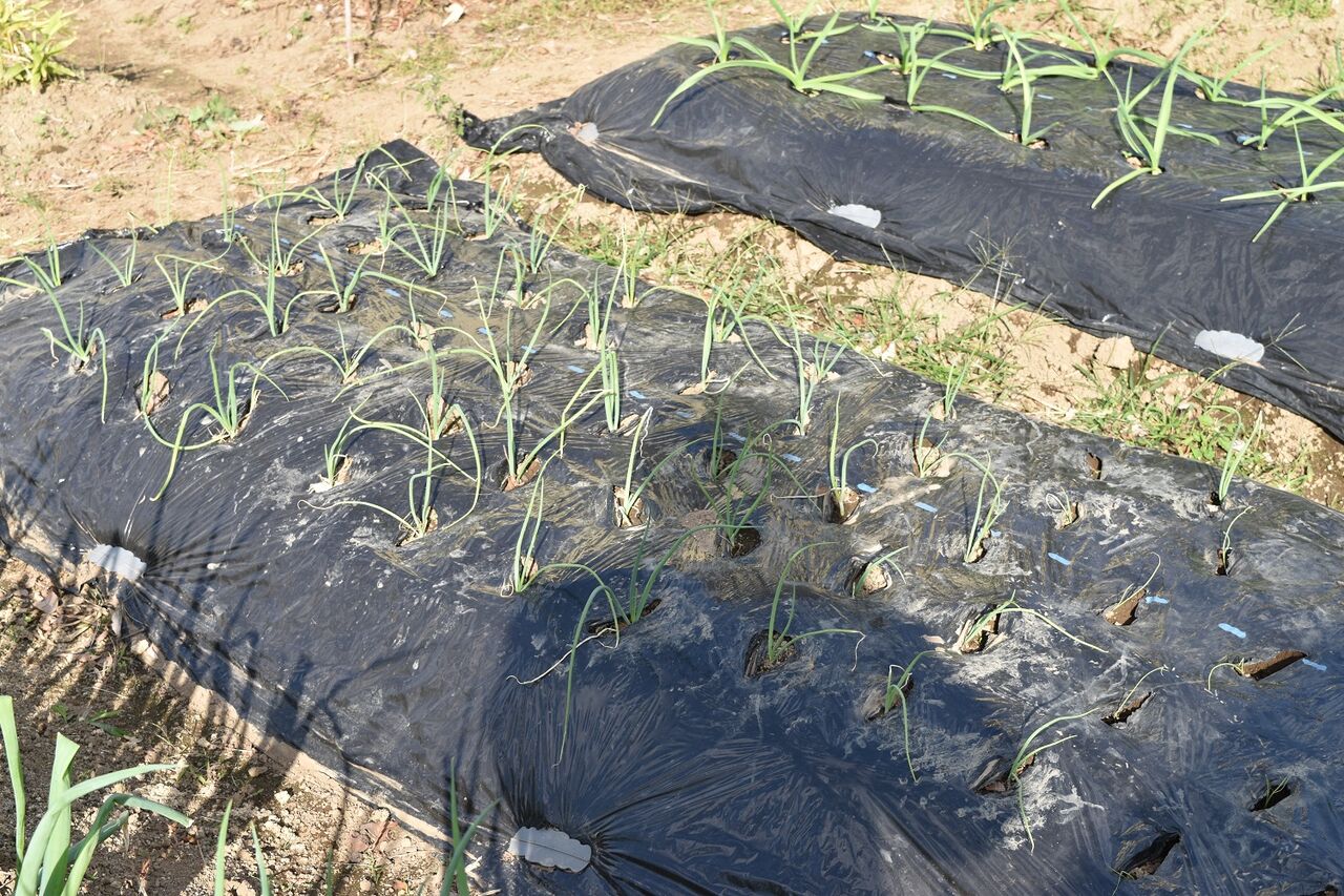 そら豆植え付け エンドウ種まき 玉ねぎ植え 家庭菜園gogo日記 ゑの畑日記