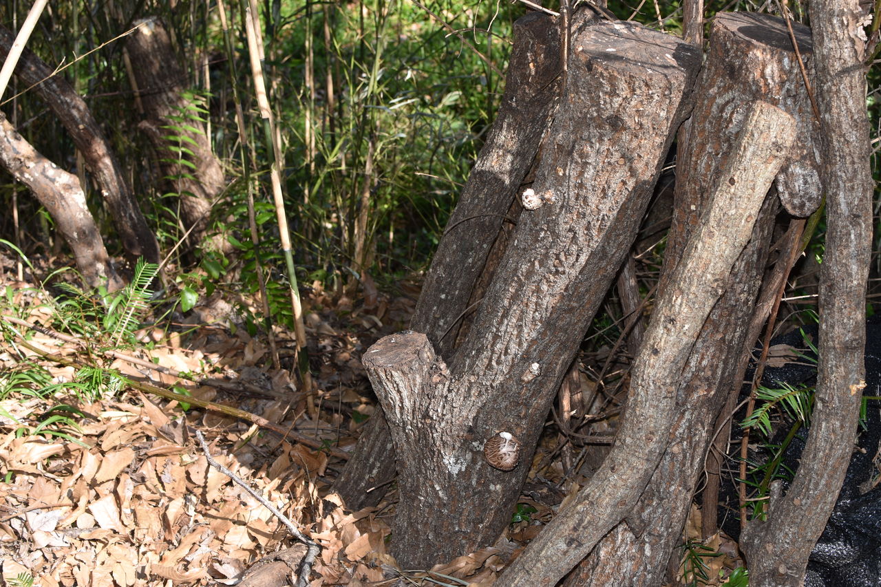 ライ麦ライ太郎種まき わさびの花 家庭菜園gogo日記 ゑの畑日記