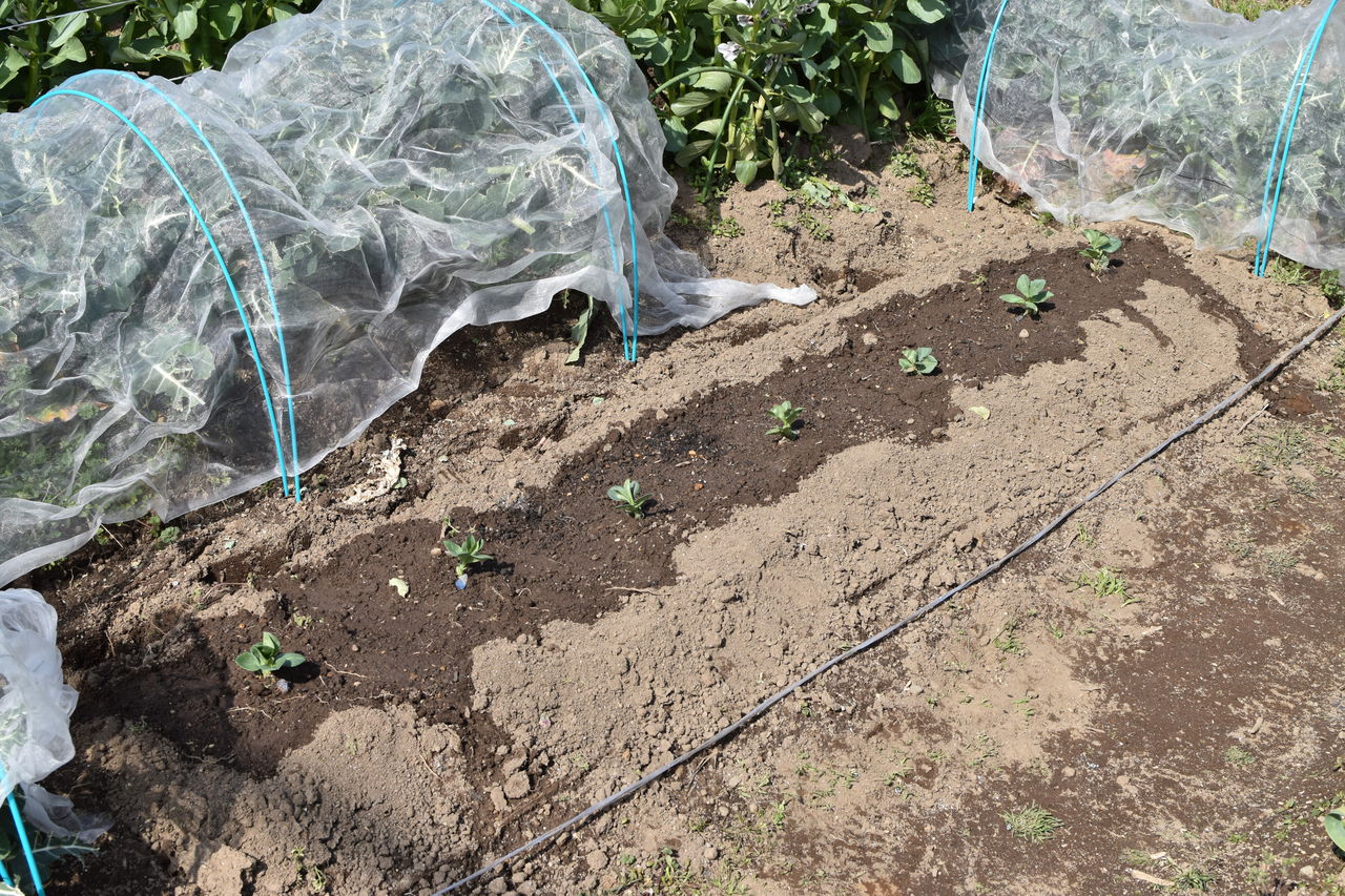 ライ麦ライ太郎種まき わさびの花 家庭菜園gogo日記 ゑの畑日記