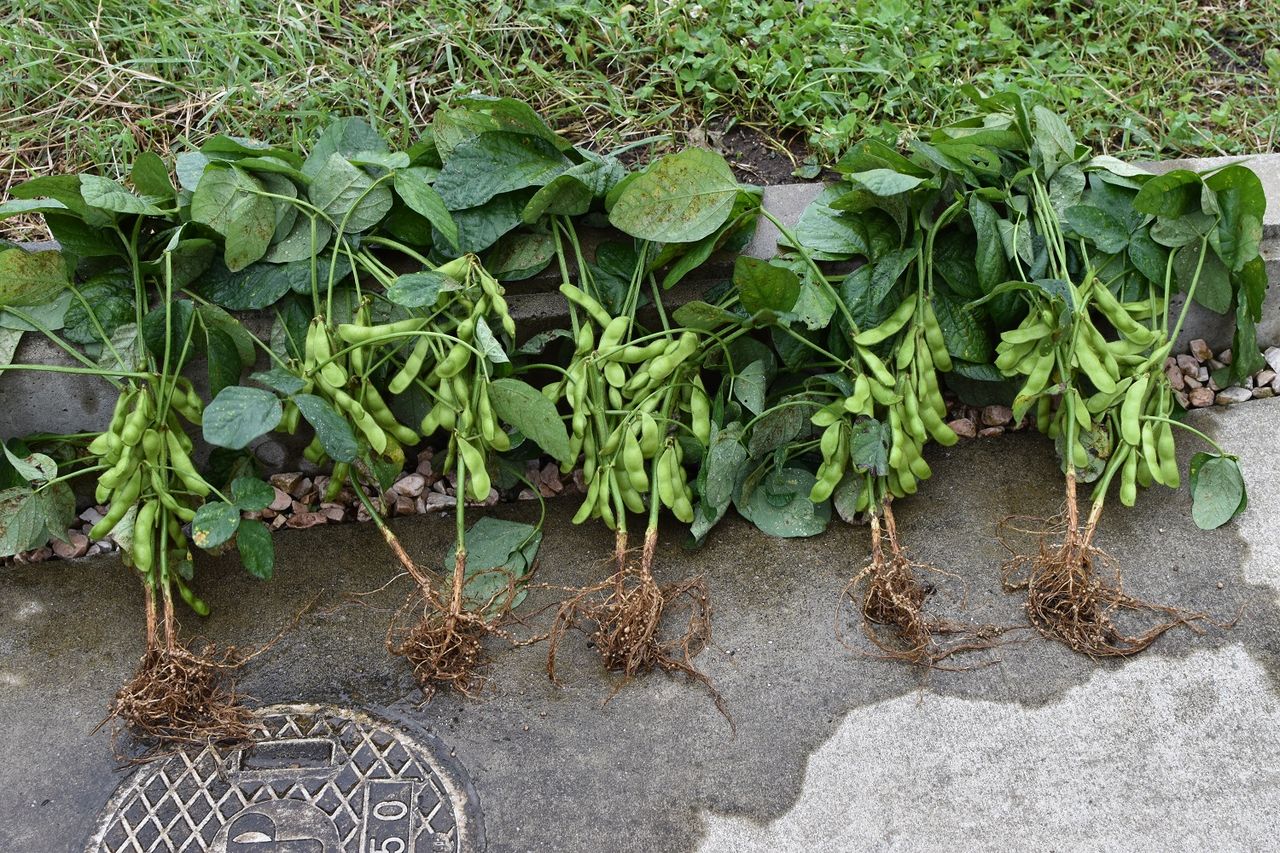 枝豆栽培のコツ 枝豆収穫目安 家庭菜園gogo日記 ゑの畑日記